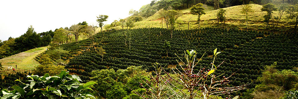 Costa Rica Coffee Farm